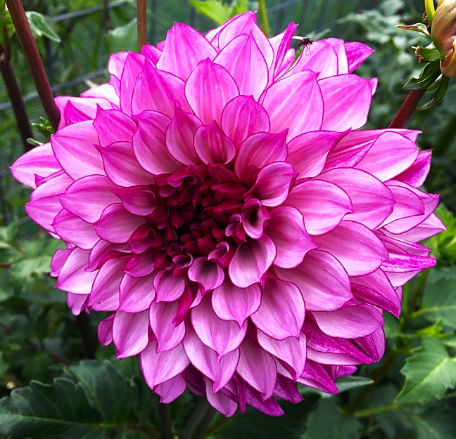 Dahlia Blueberry Classic